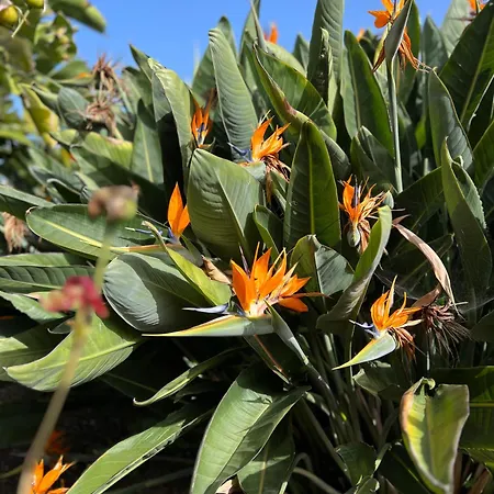 La Paredita Casa Guimar アパート