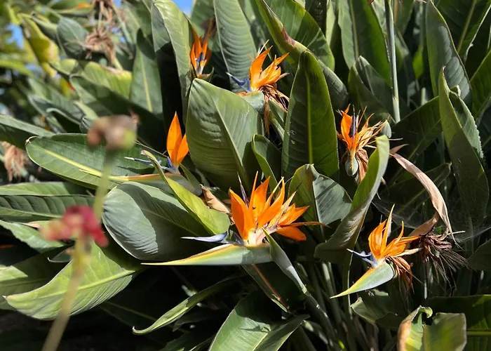 La Paredita Casa Guimar Apartament